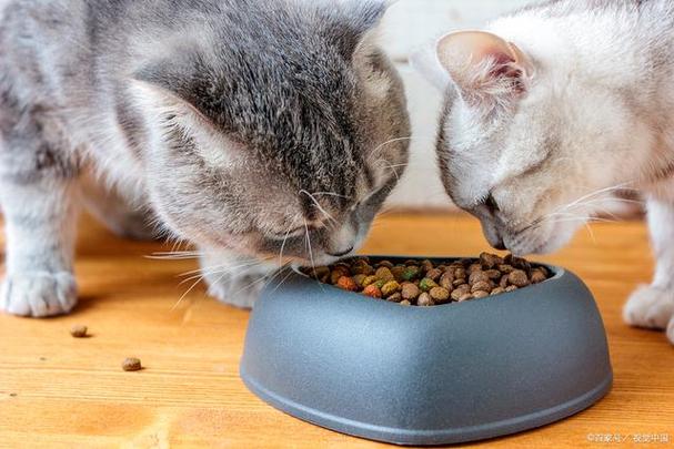 猫咪每天吃多少猫粮,猫咪每天吃多少猫粮合适,猫咪一天吃多少猫粮啊？