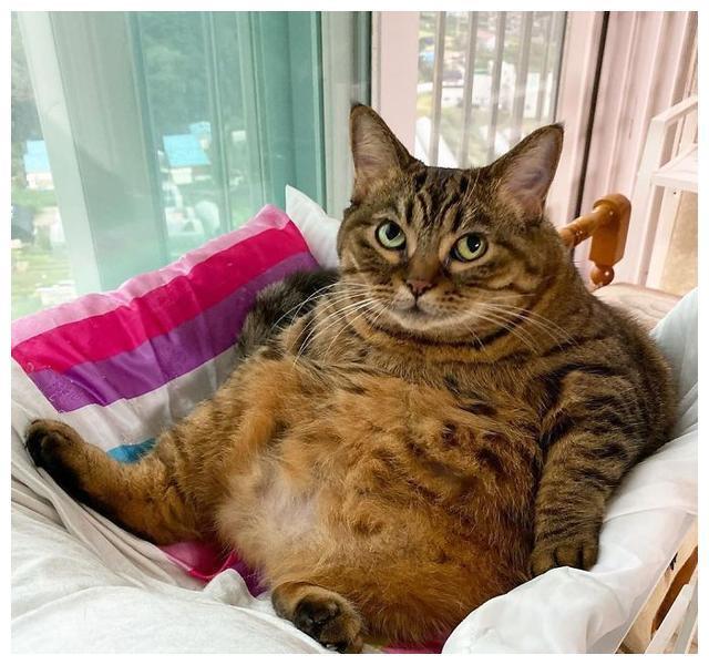 怎么让猫咪长胖,怎么让猫咪长胖发腮,怎样才能让猫咪胖一点？