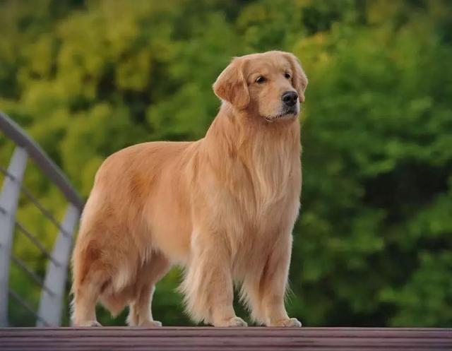金毛多长时间长成成犬,金毛几个月开始猛长,金毛多久能长大？