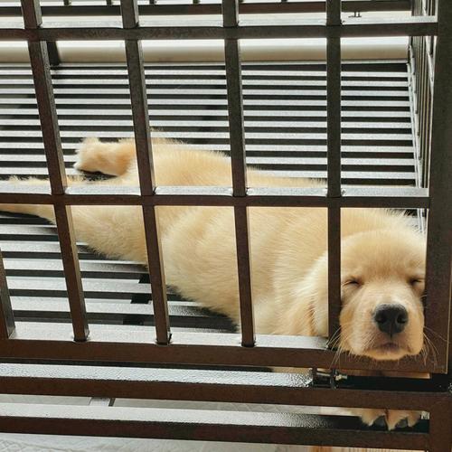 金毛关笼子里一直叫咋办,2个月小狗在笼子里总叫,刚带回家的2个月金毛关笼子一直叫怎么办？