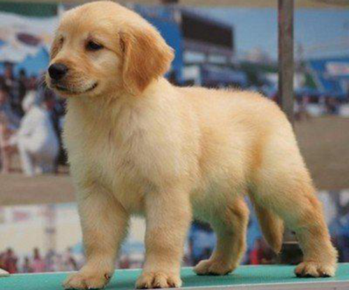 金毛小型犬,金毛小型犬最多能长多大,金毛大体和小体的区别？