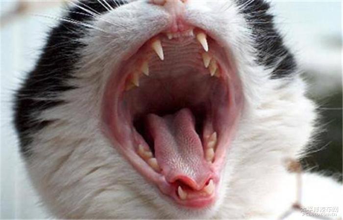 猫咪什么时候换牙,猫咪什么时候换牙期,猫咪多大换牙期？