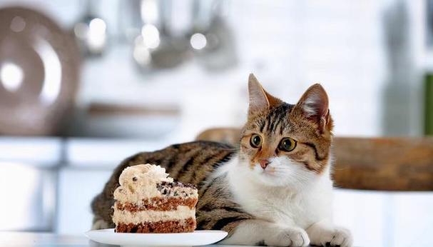 猫咪不可以吃什么,猫咪不可以吃什么食物,猫吃芋头的好处和坏处？