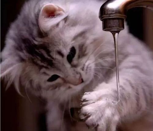 怎么给猫咪洗脸,怎么给猫咪洗脸洗鼻子,猫用什么方式洗脸？