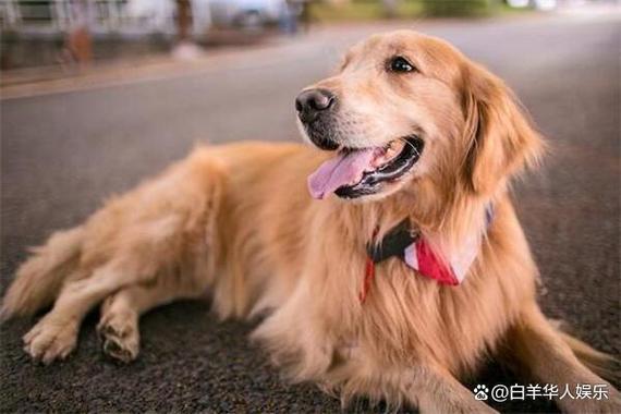 金毛是禁养犬吗,北京金毛是禁养犬吗,养金毛合法吗？