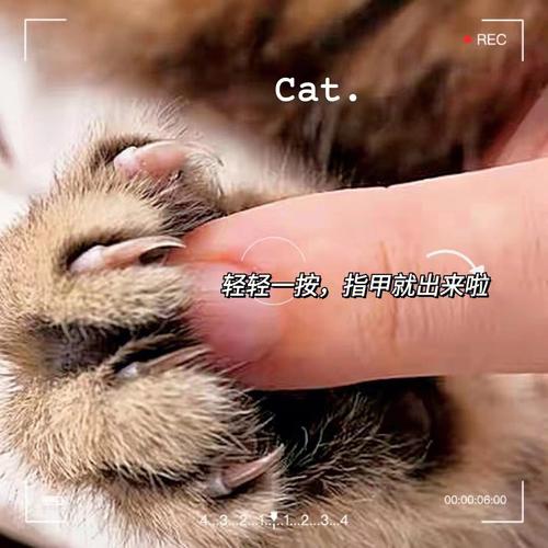 怎么帮猫咪剪指甲,怎么帮猫咪剪指甲不会被咬,怎么给猫咪剪指甲？