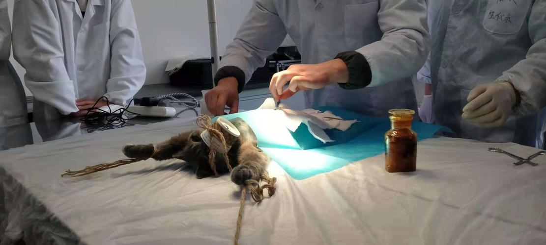 猫咪绝育手术怎么做,猫咪绝育手术怎么做视频,母猫绝育手术步骤？