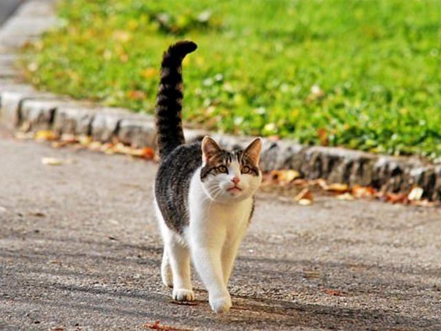 猫咪翘尾巴是什么意思,猫咪翘尾巴是什么意思蹭来蹭去,猫咪尾巴一翘一翘的是什么原因？
