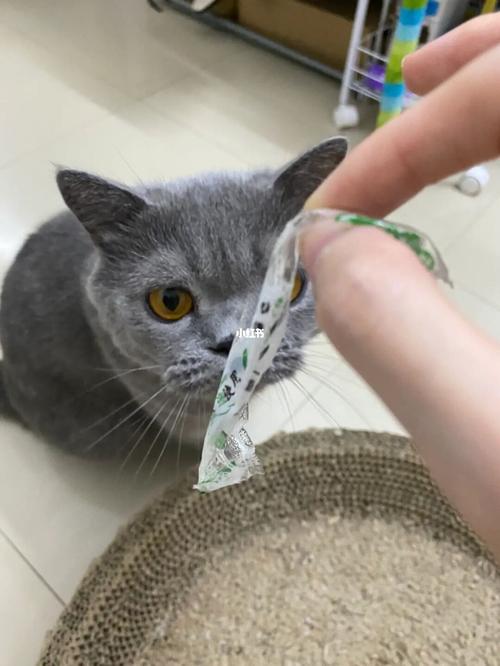 猫咪吃了塑料袋怎么办,猫咪吃了塑料袋怎么办?,急急急急急！我家猫猫吃了个塑料袋怎么办？