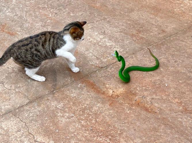 猫咪为什么不怕蛇,猫咪为什么不怕蛇还能把蛇拍死,猫为什么不怕蛇？