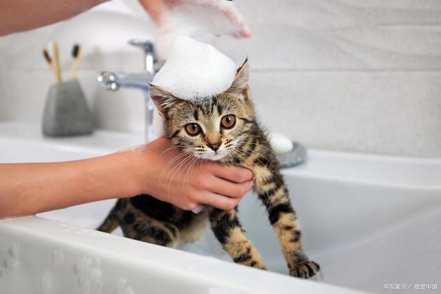 猫咪为什么爱干净,猫咪为什么爱干净卫生,为什么猫舍的猫这么干净？