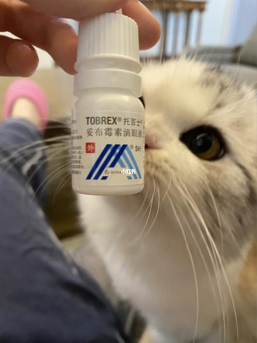 猫咪角膜炎用什么药,猫咪角膜炎用什么药好,猫咪眼睛上有脏东西怎么去除？