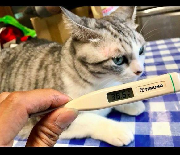 如何给猫咪量体温,如何给猫咪量体温2,人用体温计可以测猫的体温吗?怎样测？