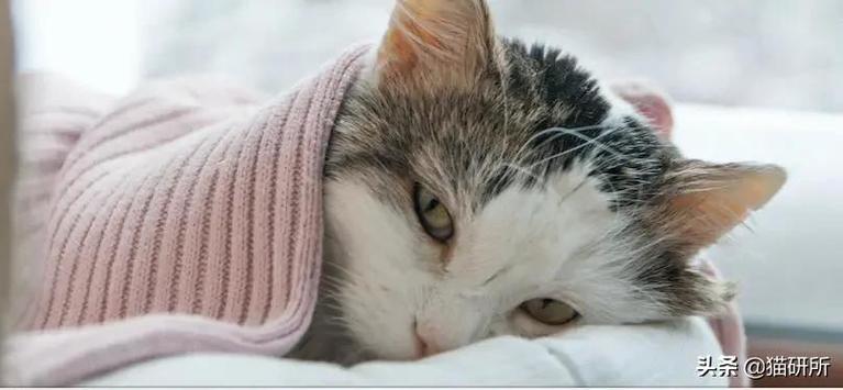 猫咪发烧有什么症状,猫咪发烧有什么症状表现,怎么看小猫是不是发烧了？