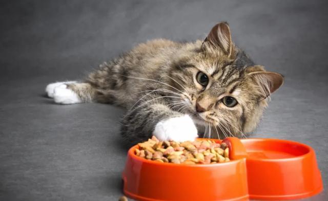 猫咪食量减少怎么回事,猫咪食量减少怎么回事儿,猫咪饭量变小了怎么回事？