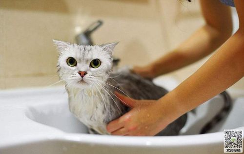 猫咪为什么不喜欢洗澡,猫咪为什么不喜欢洗澡还咬人,当猫不爱洗澡咋办？