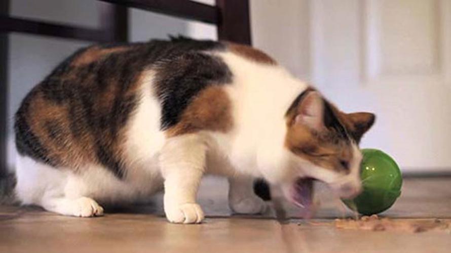 猫咪吃了异物怎么处理,猫咪快速催吐的四种方法,猫为什么要舔自己的毛？它把细菌都舔到肚子里去了怎么办？