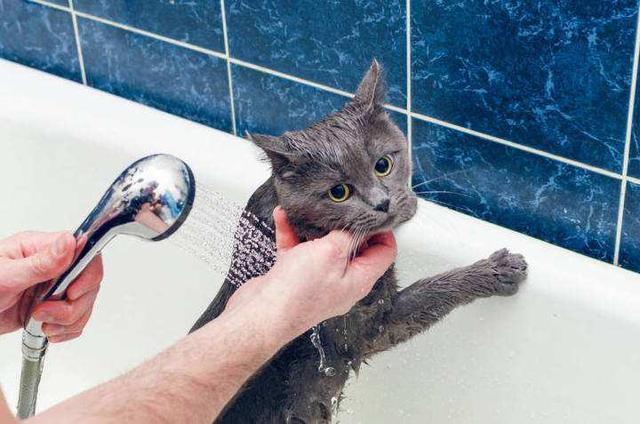 在家怎么给猫咪洗澡,自己在家怎么给猫咪洗澡,英短蓝白如何自己在家洗澡？