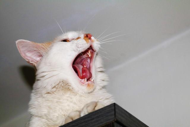 猫咪为什么会得口炎,猫咪为什么会得口炎会死吗,如何治疗猫口炎？