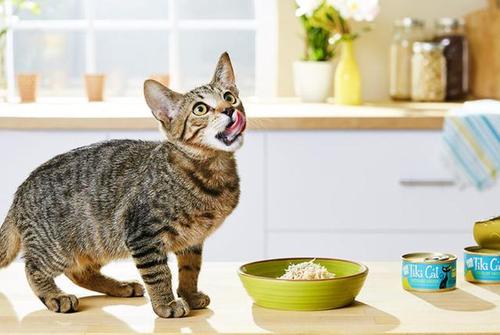 产后猫咪吃什么最好,猫吃什么下奶最快最多,猫咪生产后怎么喂养？