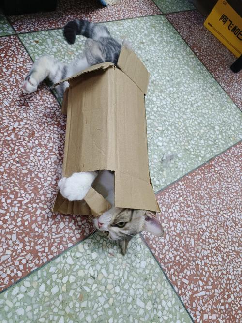 猫咪为什么喜欢箱子,为什么猫咪喜欢纸箱子,为什么一个月的猫咪喜欢在纸箱里？