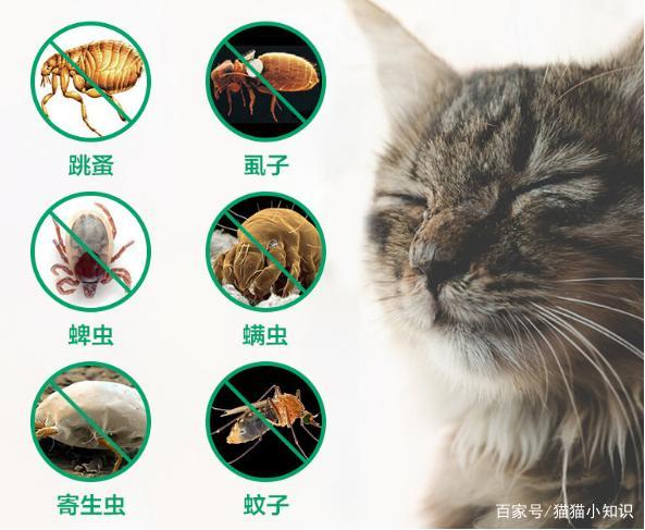 如何去除猫咪身上的跳蚤,如何去除猫咪身上的跳蚤最有效,猫咪跳蚤怎么去除最快方法？