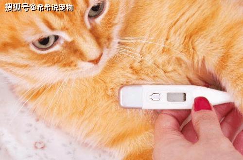 猫咪的体温是多少正常,猫咪的体温多少正常范围,猫咪的体温一般是多少？