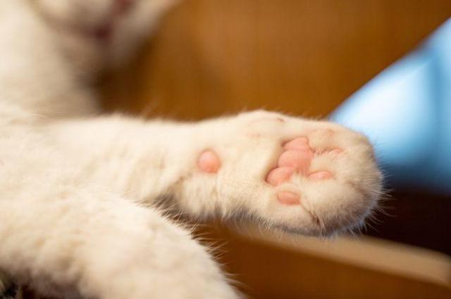 猫咪为什么不让摸爪子,猫咪为什么不让摸爪子了,猫咪为什么让摸前爪不让摸后爪？