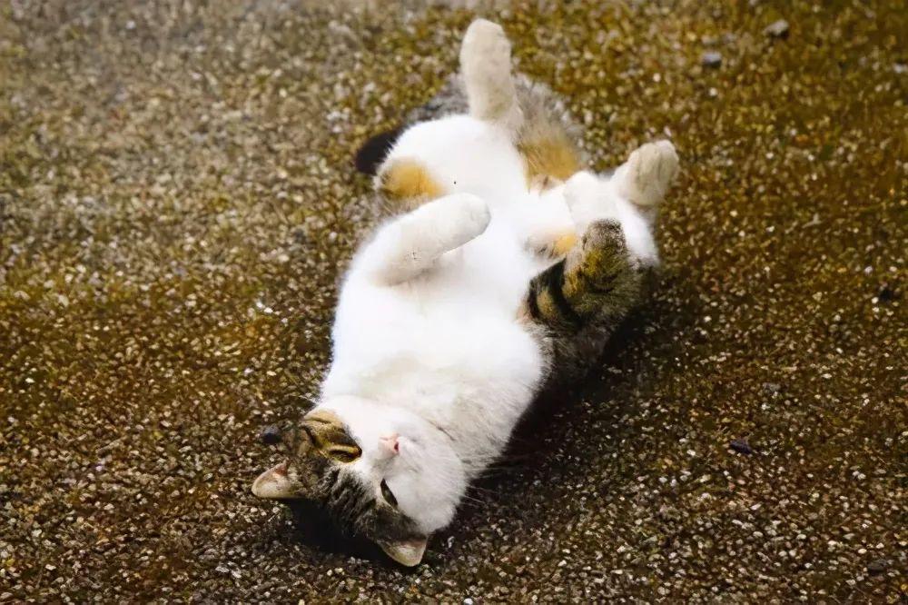 猫咪打滚是什么意思,猫咪打滚翻肚皮什么意思,猫一直在地上打滚，是什么原因？