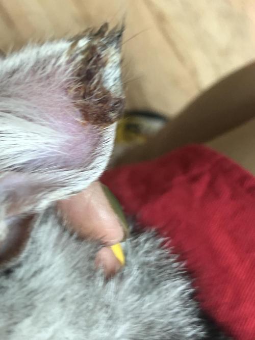 猫咪耳朵发炎用什么药,猫咪耳朵发炎用什么药水,猫咪耳朵上长红色斑点是怎么回事？