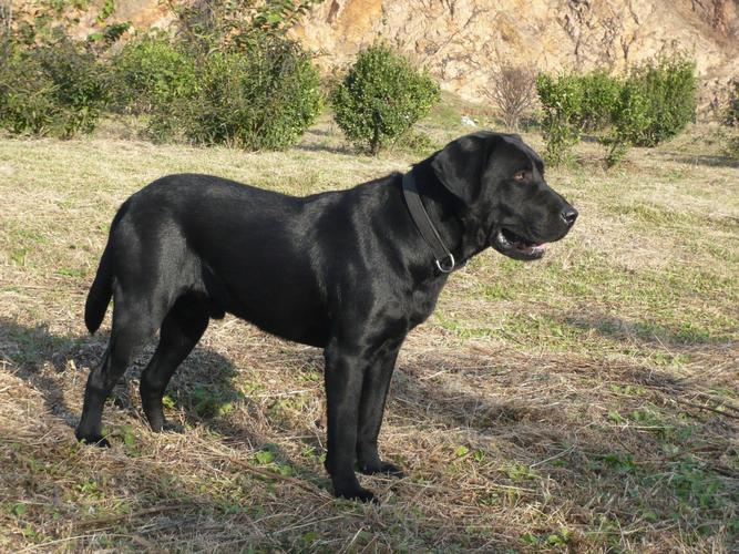 拉布拉多犬黑色,拉布拉多犬黑色多少钱一只,黑色拉布拉多犬的特点？