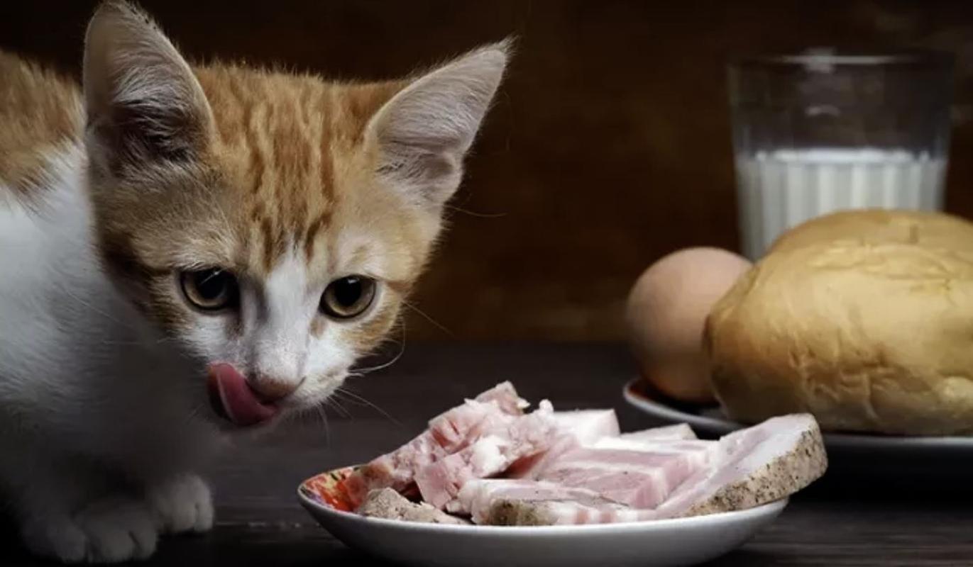 猫咪食物中毒怎么办,猫咪食物中毒怎么办急救,猫可能中毒了在家怎么处理？