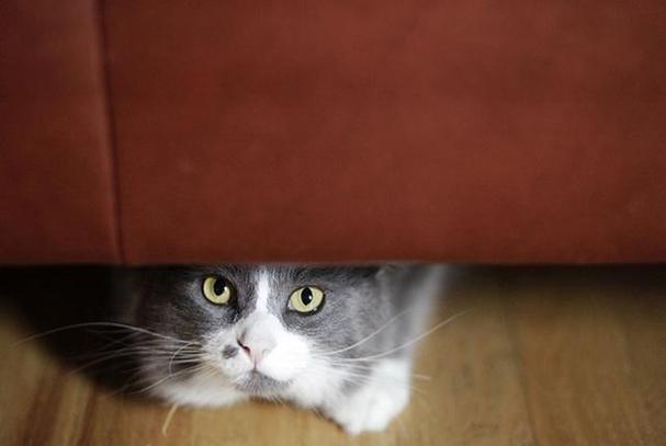 猫咪为什么突然躲起来,猫咪为什么突然躲起来不出来,猫咪突然疯跑然后躲起来是怎么了？