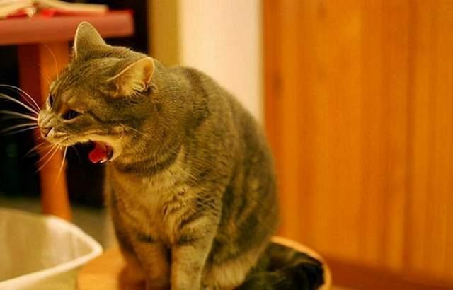 猫咪一直吐怎么办,猫咪一直吐怎么办没精神不吃东西,猫咪爱吐怎么办？