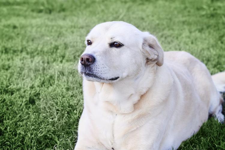 白色拉布拉多犬,白色拉布拉多犬照片,白色拉布拉多是纯种吗？