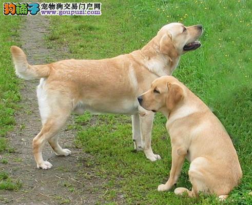 拉布拉多禁养吗,洛阳拉布拉多禁养吗,北京拉布拉多是禁养犬吗？