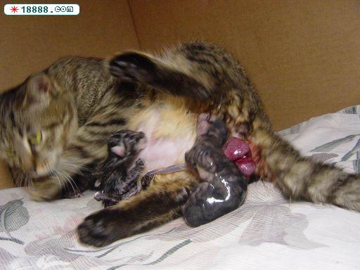 如何判断母猫分娩结束,如何判断母猫分娩结束胎盘出来了,猫咪生了两只怎么判断有没有生完？