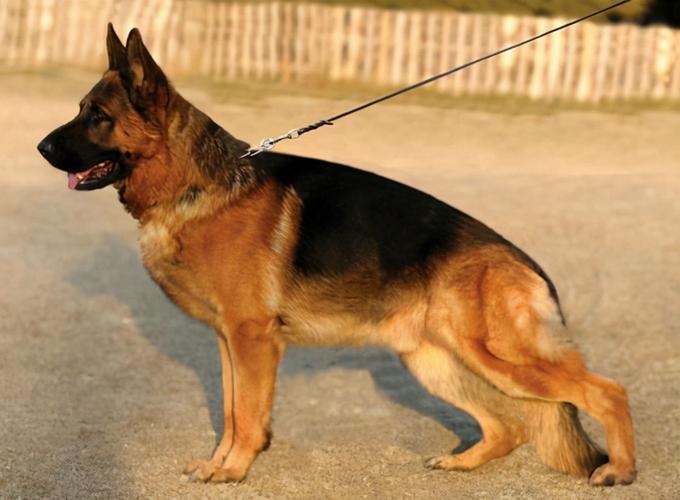 德牧如何训练,德牧如何训练成护卫犬,德牧怎么训练，德牧幼犬的训练方法？