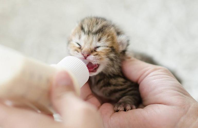 幼猫如何喂养,40天的幼猫如何喂养,刚出生的小猫咪怎么喂？