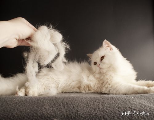 如何清理猫毛,家中养猫如何清理猫毛,家里养猫掉毛用什么清理？