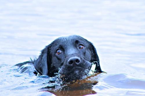 拉布拉多水猎犬,拉布拉多水猎犬什么样子,怎么让我的拉布拉多好好下水游泳？怕水怕的不行？