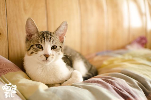 如何让猫睡觉,怎样让猫咪快速睡觉,如何哄猫猫睡觉？