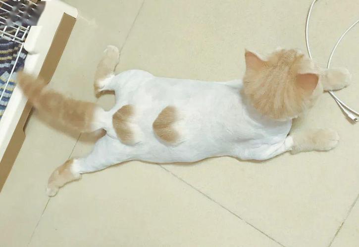 如何给猫剃毛,如何给猫剃毛视频教程,如何给猫剃毛？