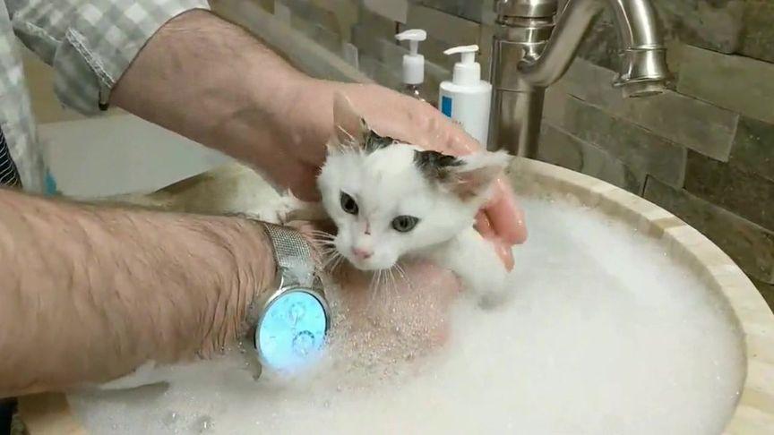 如何给小猫洗澡,如何给小猫洗澡的窍门,小猫洗澡标准教程？