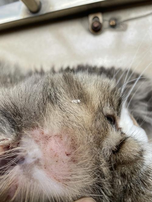 如何预防猫癣,如何预防猫癣传染给人,身上有出现猫藓怎么办，给猫咪吃什么可以预防猫藓症状？