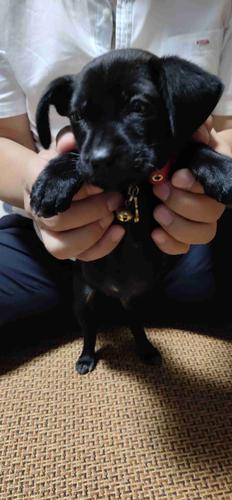 拉布拉多黑色幼犬价格,拉布拉多黑色幼犬价格多少钱一只,一只纯种黑色，拉布拉多幼犬需要多少钱？