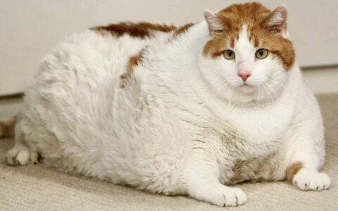 如何让猫长胖,如何让猫长胖发腮,怎么让猫长快一点，怎么让猫长胖，猫怎么让他长胖？