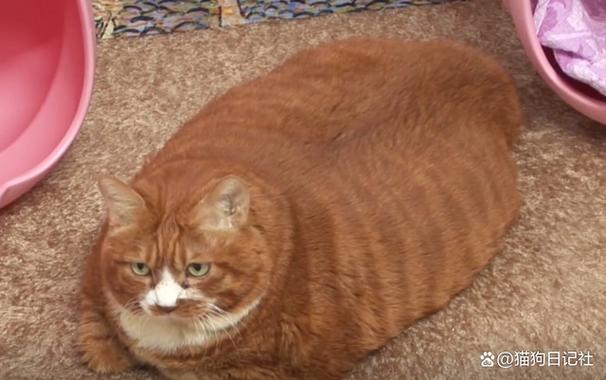 如何让猫变胖,如何让猫变胖一点,如何让猫快速长胖？