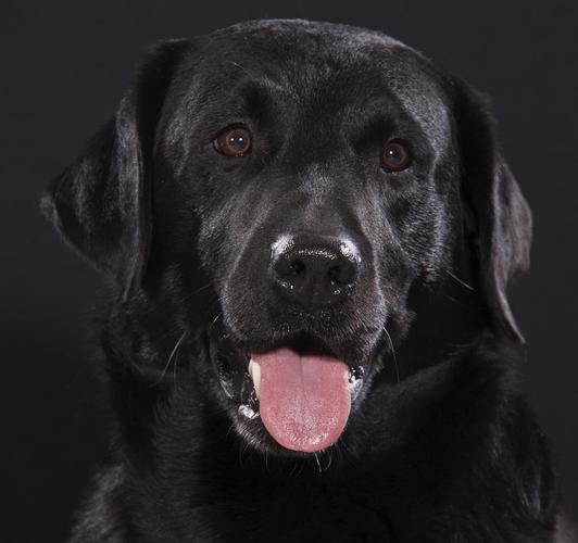 纯种的拉布拉多犬价位,纯种的拉布拉多犬价位黑色,拉布拉多犬300一只贵吗，不是纯种的？