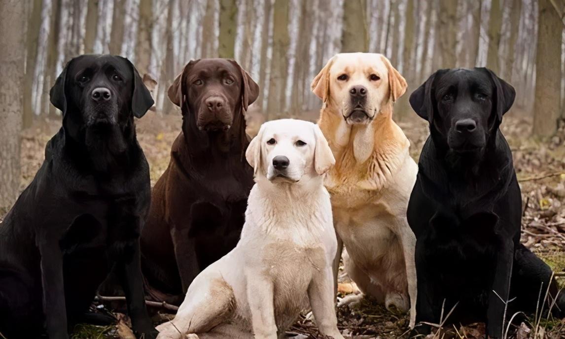 拉布拉多犬有几种颜色,拉布拉多犬有几种颜色基因,拉布拉多有几种颜色？